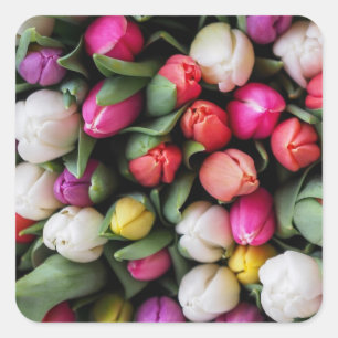 Sticker Carré Tulipes Fleurs colorées Printemps de Pâques