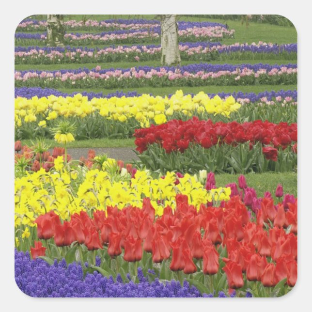Sticker Carré Tulipes, Hyacinthe du raisin et Daffodiles, 2 (Devant)