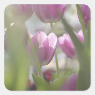 Sticker Carré Tulipes, Jardins de Keukenhoff, Pays-Bas.