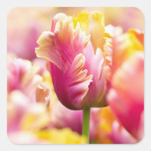 Sticker Carré Tulipes proches