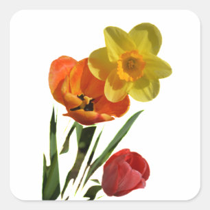 Sticker Carré Tulipes rouges et fleurs de jonquilles jaunes