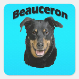 Sticker Carré Turquoise de Beauceron