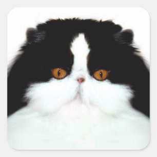 Sticker Carré Tuxedo face de chat perse