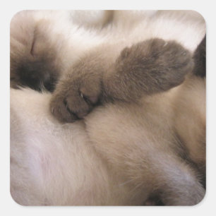 Sticker Carré Twins Pet Cat Cute Siamese Kitten