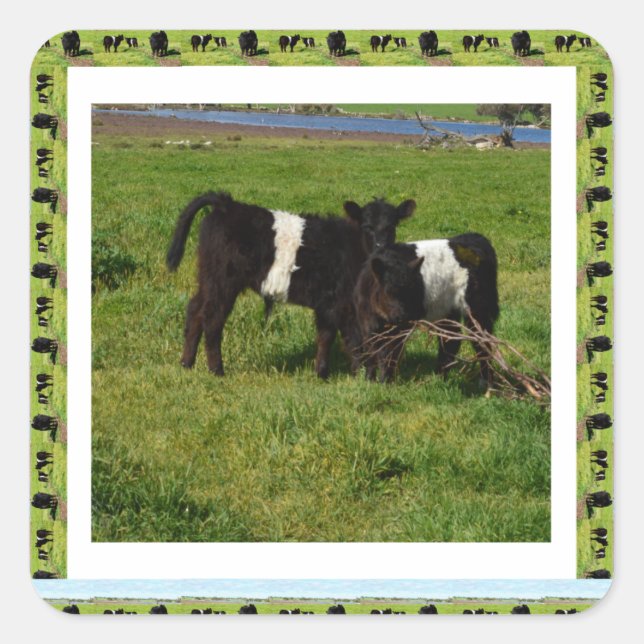 Sticker Carré Two Belted Galloway Calves Framed (Devant)