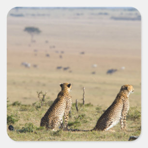 Sticker Carré Two cheetahs on the look out