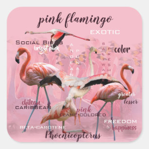 Sticker Carré Typographie du Flamant rose rose  Customisé