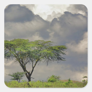 Sticker Carré Umbrella Thorn Acacia, Acacia tortilis et 2