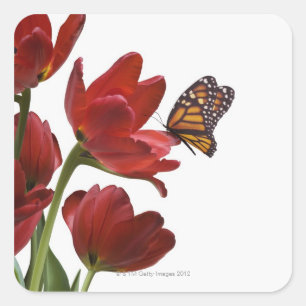 Sticker Carré un bouquet de tulipes rouges est visité par un mon