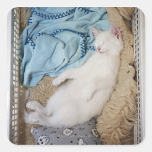 Sticker Carré Un chat blanc dormant dans un panier de