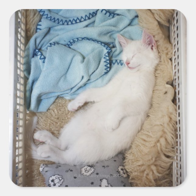 Sticker Carré Un chat blanc qui dort dans une corbeille, (Devant)