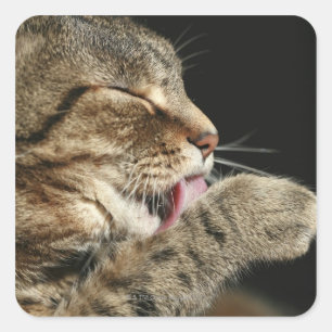Sticker Carré Un chat tabby lèche sa patte.