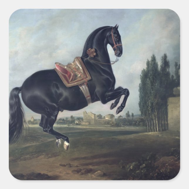 Sticker Carré Un cheval noir exécutant la Courbette (Devant)