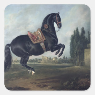 Sticker Carré Un cheval noir exécutant la Courbette