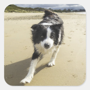 Sticker Carré Un Chien De Collie Frontalier Qui Coule Sur La Pla