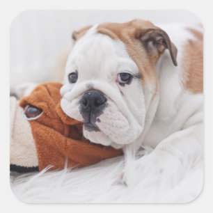 Sticker Carré Un chiot anglais de bouledogue jouant avec un