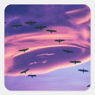 Sticker Carré Un composite photo de grues Sandhill en vol