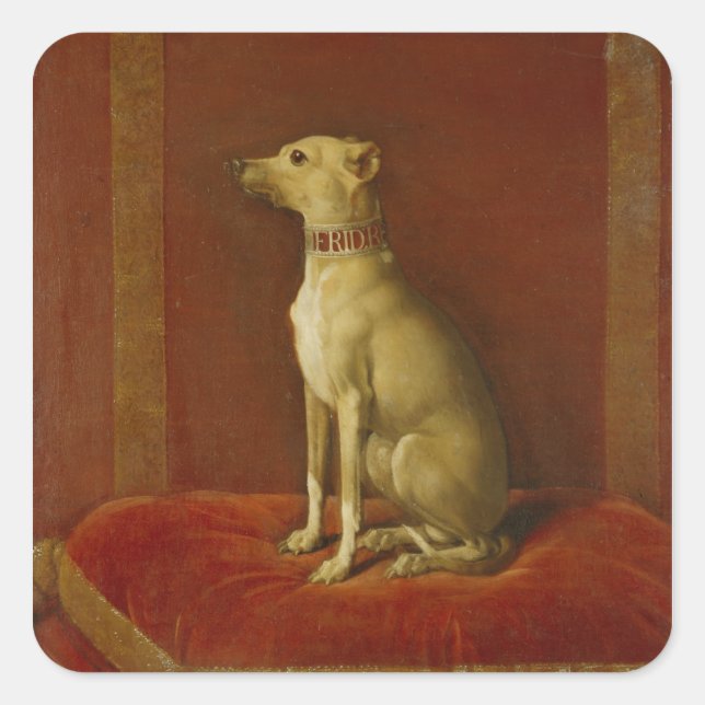 Sticker Carré Un des greyhounds italiens de Frederick II (Devant)