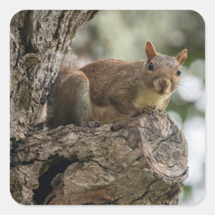 Sticker Carré Un écureuil curieux perché sur une branche d'arbre