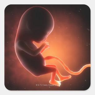 Sticker Carré Un foetus âgé de deux mois