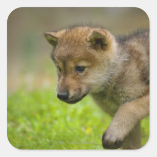 Autocollants Stickers Loup Mignon Zazzle Fr