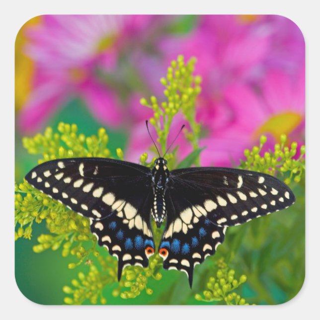Sticker Carré Un papillon swallowtail atterrissant (Devant)