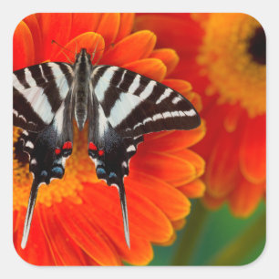 Sticker Carré Un papillon swallowtail zèbre
