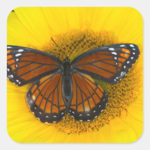 Sticker Carré Un papillon vice-roi   Limenitis Archippus