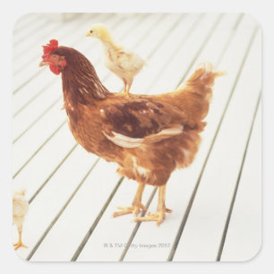 Sticker Carré Un poulet et deux poulets sur un plancher en bois,