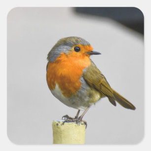Sticker Carré Un Robin Très Étonnant
