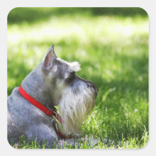 Sticker Carré Un Schnauzer posé dans l'herbe
