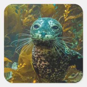 Sticker Carré Une Curieuse Forêt De Kelp De Phoque Portuaire P