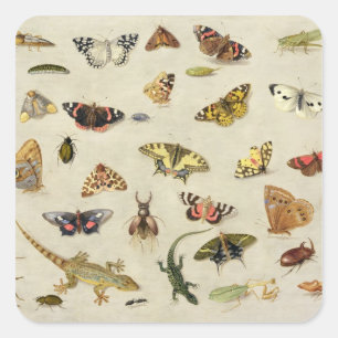 Sticker Carré Une étude des insectes