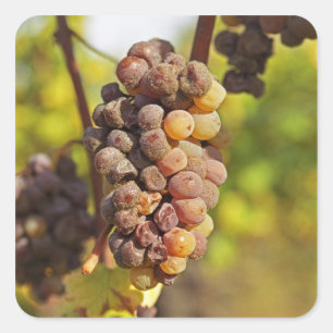 Sticker Carré Une grappe de raisin Semillon moisie à Ch Raymond