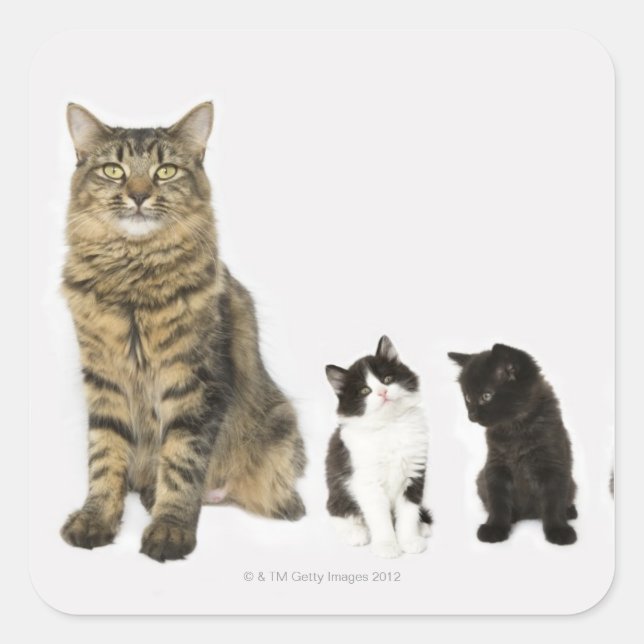 Sticker Carré Une mère avec ses quatre chatons assis ensemble (Devant)