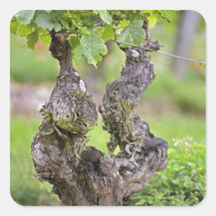 Sticker Carré Une vigne très ancienne dans le vignoble du Clos d