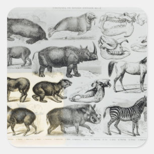 Sticker Carré Ungulata ou animaux à sabots