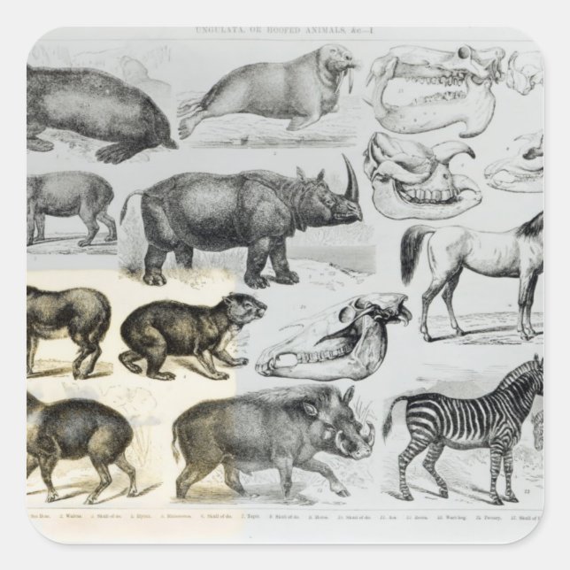 Sticker Carré Ungulata ou animaux à toit (Devant)