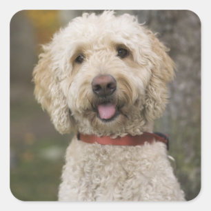 Sticker Carré USA, Nouvelle-Angleterre, Massachusetts, Lecture,