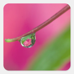 Sticker Carré USA, Oregon, Shore Acres Gardens, Water droplet