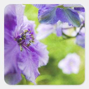 Sticker Carré USA, Oregon, Willamette Valley, Larkspur Close 2