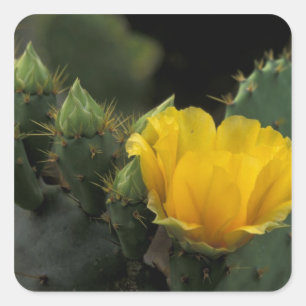 Sticker Carré USA, Texas, Prickly Pear Cactus en fleurs.