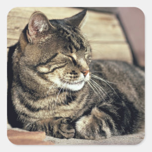 Sticker Carré USA, Utah, Capitol Reef NP. Tablette dormante