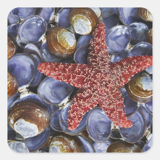 Sticker Carré USA, Washington, Hood Canal, Seabeck. De près (Devant)