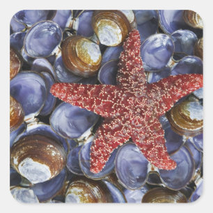 Sticker Carré USA, Washington, Hood Canal, Seabeck. De près