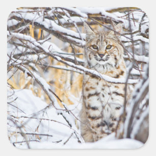 Sticker Carré USA, Wyoming, Bobcat