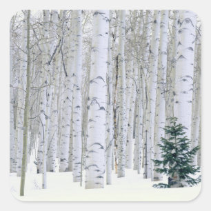 Sticker Carré UTAH. ÉTATS-UNIS. Tremble (Populus tremuloides) &