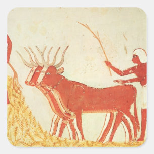 Sticker Carré Utilisation de vaches pour piétiner le blé