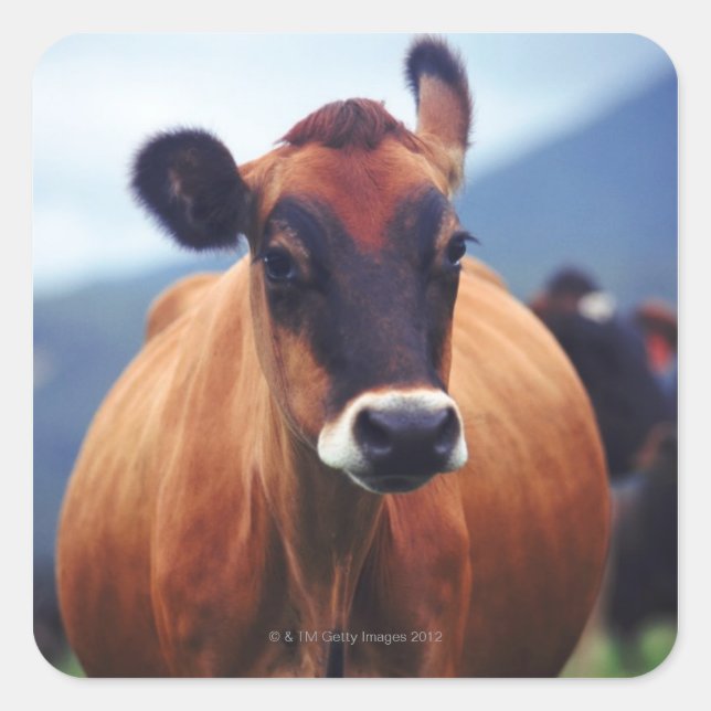 Sticker Carré vache (Devant)