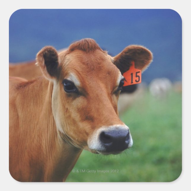 Sticker Carré vache 2 (Devant)